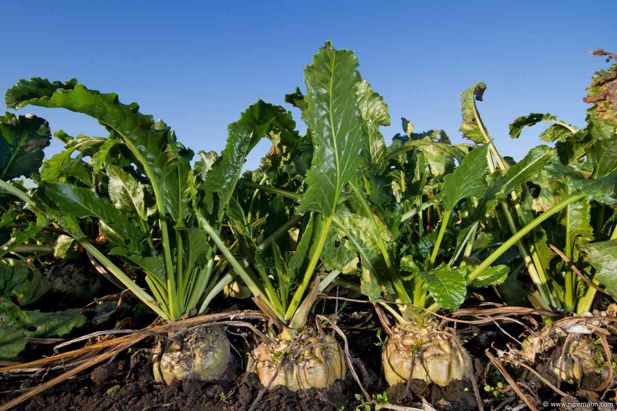 La FNSEA demande des "ajustements législatifs urgents" pour protéger le revenu agricole