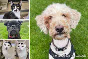 RSPCA Sussex: 5 pets who are on the lookout for new homes