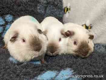 Could you give a home to some of these gorgeous Guinea pigs?