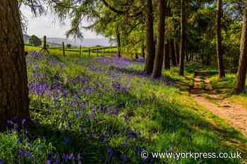 5 of North Yorkshire's best woodlands for a bluebell walk