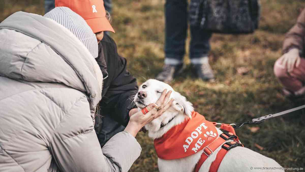 Braunschweig: Event verkuppelt Tierheim-Hunde mit Menschen