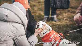 Braunschweig: Event verkuppelt Tierheim-Hunde mit Menschen
