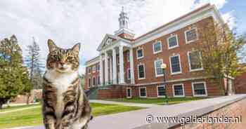 Eretitel voor kat Max op Amerikaanse universiteit: ‘Iedereen is dol op hem’