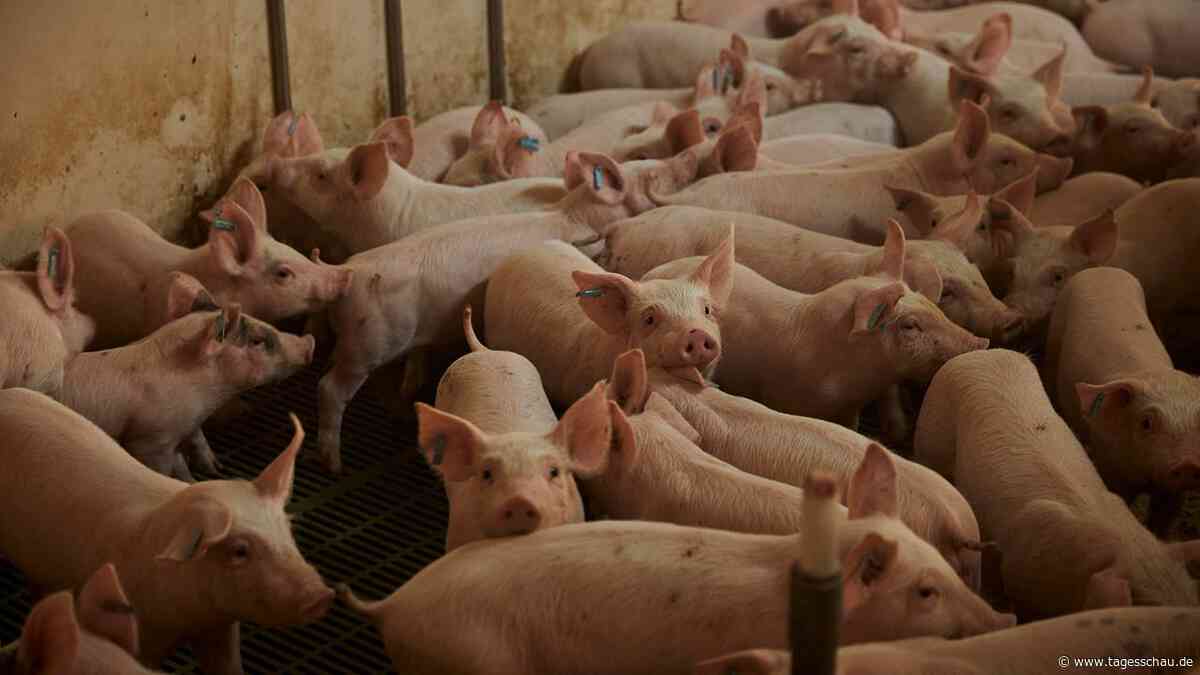 In Spanien gibt es einen neuen Skandal in der Schweinehaltung