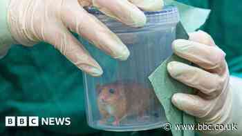 Vets help dormice get ready for release into wild