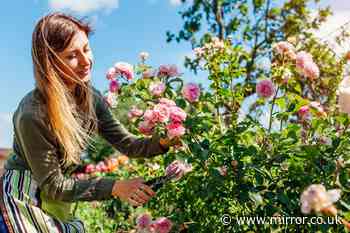 One kitchen scrap ingredient that makes hydrangeas and roses grow ‘bigger and better'