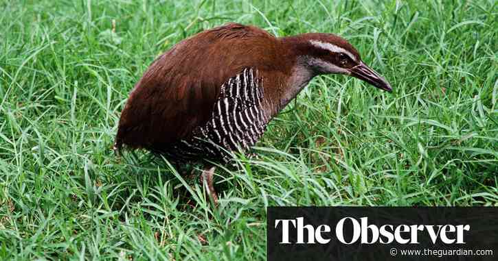 Vampire finches and deadly tree snakes: how birds went worldwide – and their battles for survival
