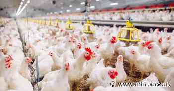 Poultry plant could be shut for 30 days after 'hiring children to work overnight'