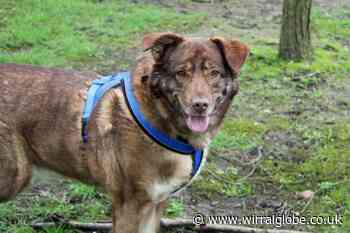 Wirral Globe dog of the week:  Kensi needs a forever home