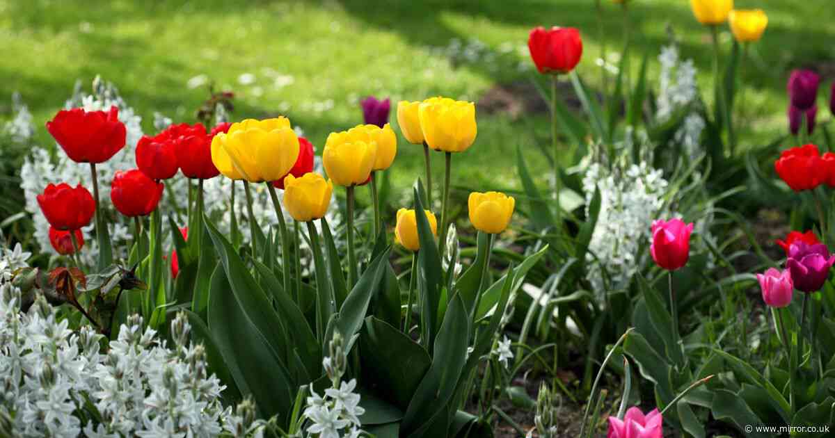 Two flowers all gardeners should cut back in May, according to Monty Don