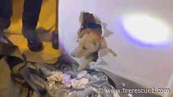 Watch: Calif. firefighters rescue dog trapped inside wall