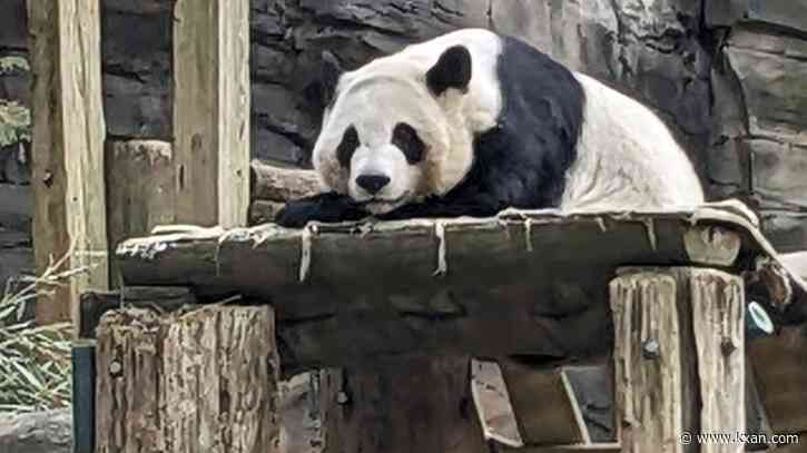 Atlanta zoo set to return last giant pandas in US to China