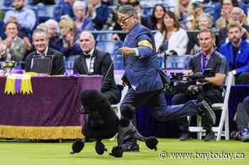 BEYOND LOCAL: Miniature poodle named Sage wins Westminster Kennel Club dog show