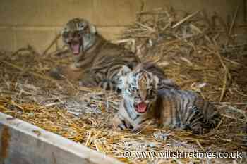 Longleat Safari Park in Wiltshire welcomes birth of four tiger cubs