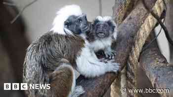 Zoo announces birth of rare tamarin monkey