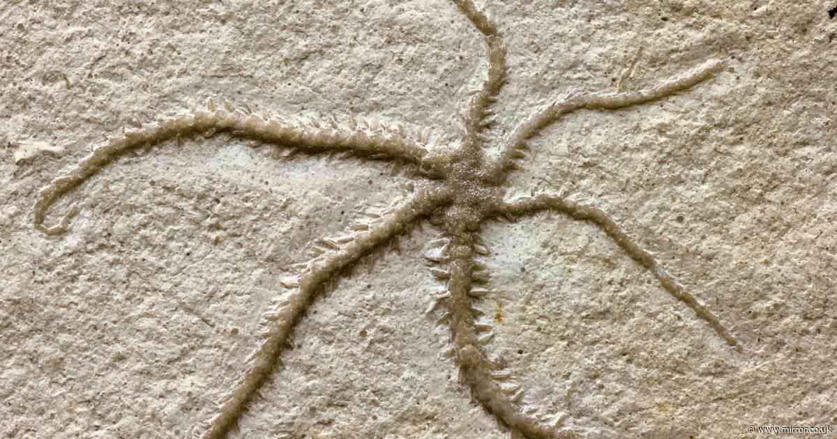 Incredible 155-million-year-old fossil shows starfish-like creature cloning itself