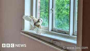 Barn owl rescued after becoming trapped in farmhouse