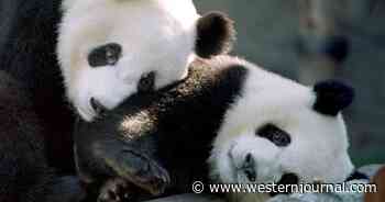 China Taking Last Pandas in America Back from U.S. Zoo