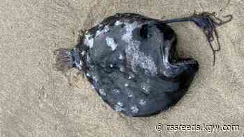 1st known state sighting of deep-sea angler fish washes up on Oregon Coast