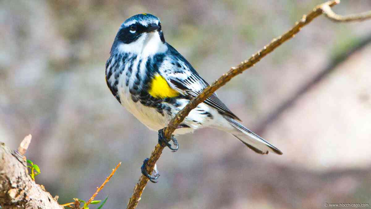 Millions of migrating birds to cross Chicago area tonight, experts say