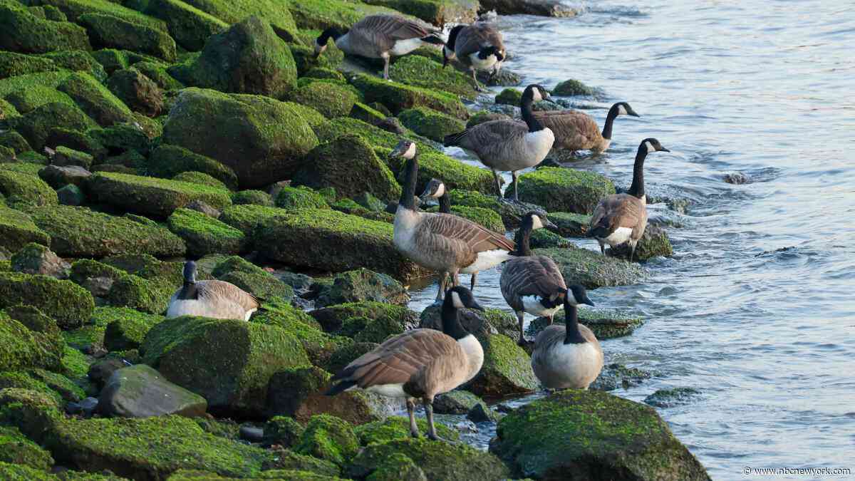 Why an NJ town plans on exterminating Canada geese at its park