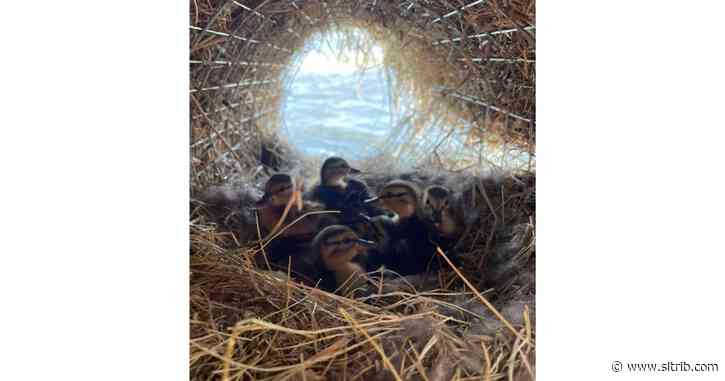 Waterfowl flock to adorable new Utah Lake ‘henhouses’
