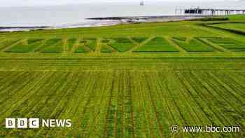 Farmer proposes by mowing 'marry me' into field