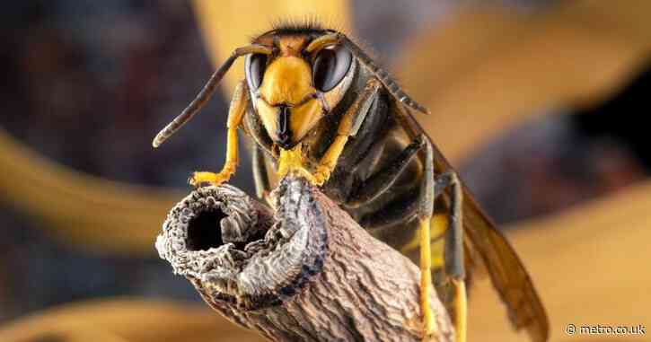 UK warned to brace itself for surge of Asian hornets