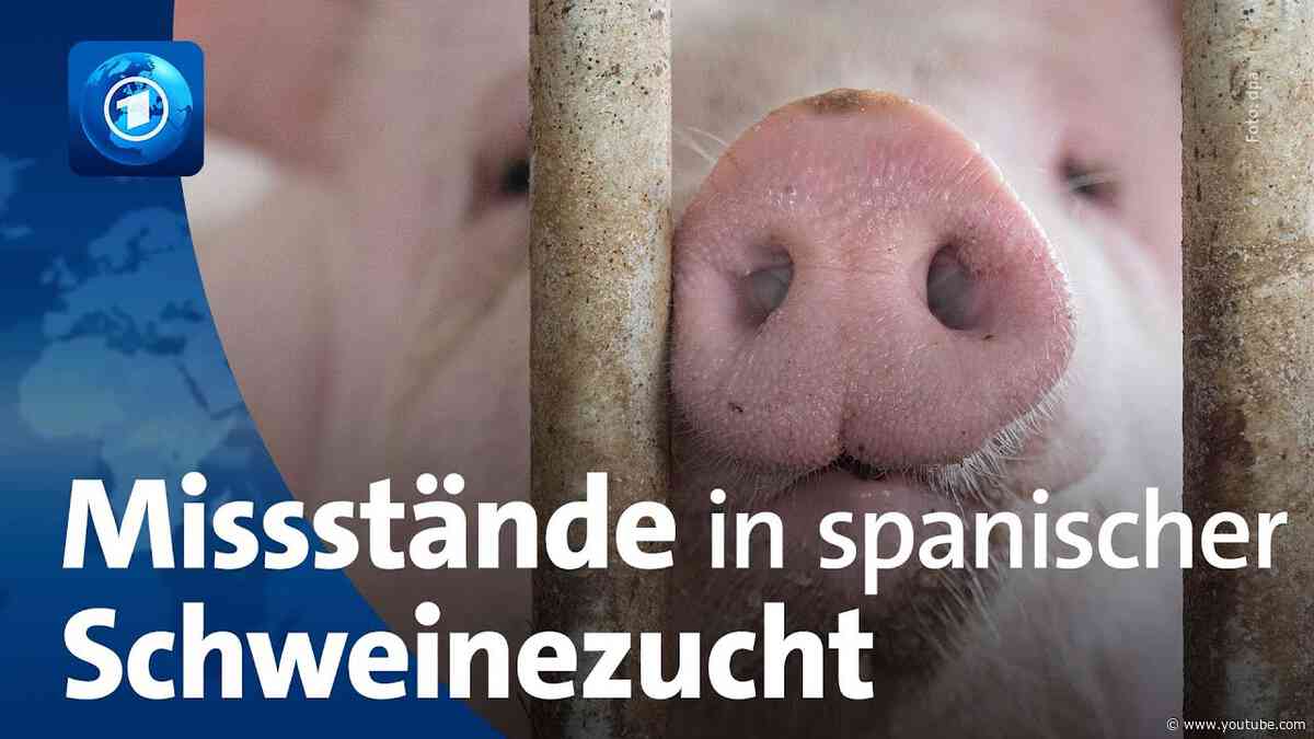 ARD-Recherche: Missstände in spanischer Schweinezucht