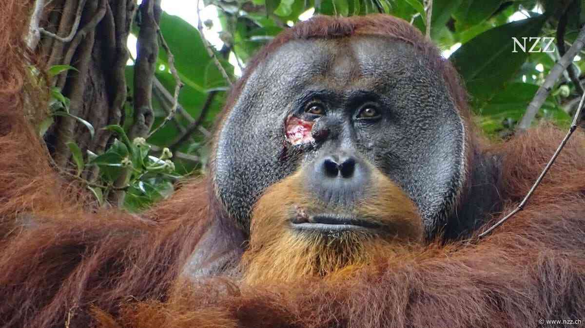 Wie Dr. med. Orang-Utan seine Wunde mit Lianenblättern behandelt