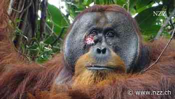 Wie Dr. med. Orang-Utan seine Wunde mit Lianenblättern behandelt