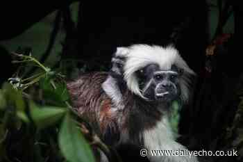 Marwell Zoo announce birth of endangered cotton-top tamarin