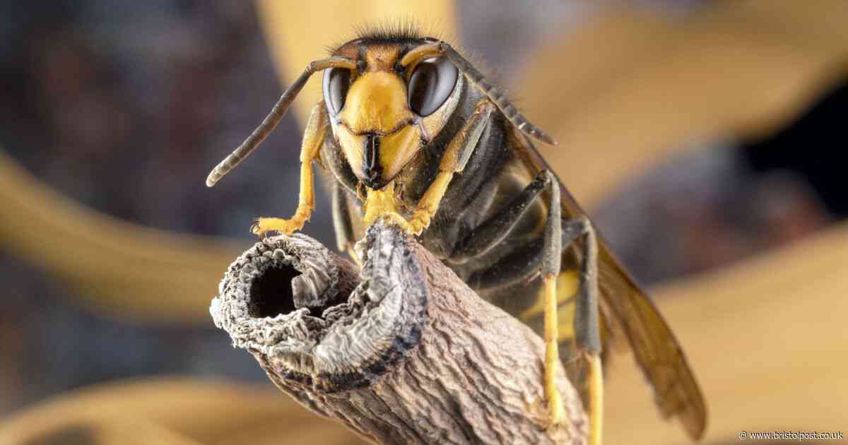Asian Hornet in UK warning as 'risk to human health' alert issued