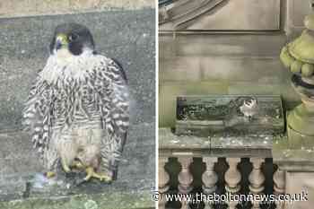 Bolton Peregrine Falcons return to the Town Hall to breed