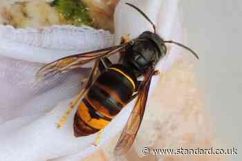 Asian hornet alert this summer as Britons urged to report invasive species