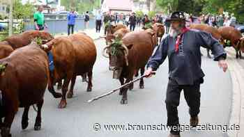 Harz: Zum traditionellen Viehaustrieb kommen Tausende Besucher