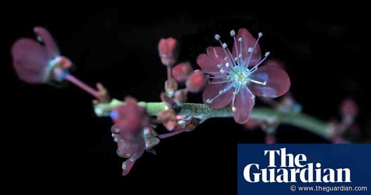 Country diary: How extraordinary to see with an insect’s eye | Kate Blincoe