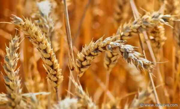 Campaña de fina 2024/2025: ¿se viene el trigo más mentado? 