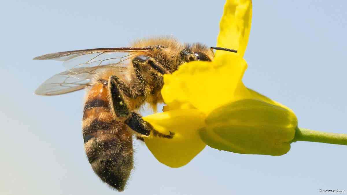 Nur so weit, wie sie müssen: "Bienen sind eigentlich faul"