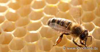 Weltbienentag: Sind Bienen fleißig oder faul?