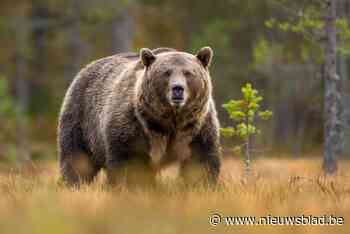 Jager afgevoerd met “zeer ernstige verwondingen” na aanval door beer