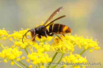 What to do if you see an Asian hornet at home or when out