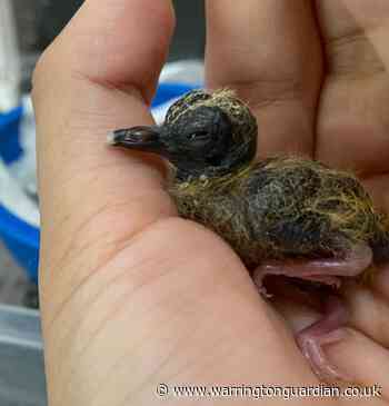 Chester Zoo experts help hatch one of world's rarest birds