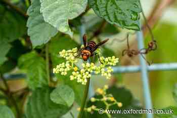What does an Asian hornet look like? Difference to UK native