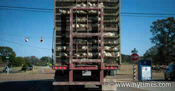 Farm Animals Are Hauled All Over the Country. So Are Their Pathogens.