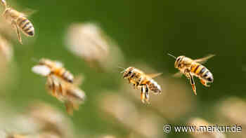Sie hupen und haben Hosen an: Zehn niedliche Fakten über Bienen