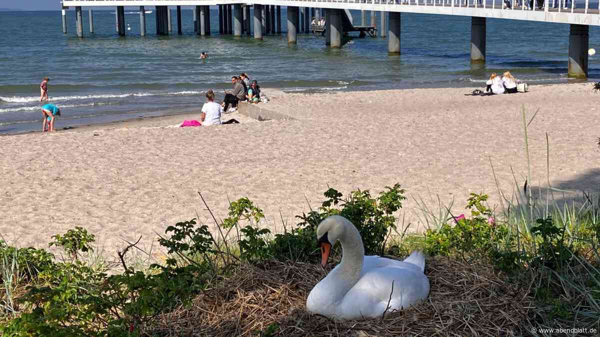 Schwäne erfreuen Gäste in Timmendorfer Strand