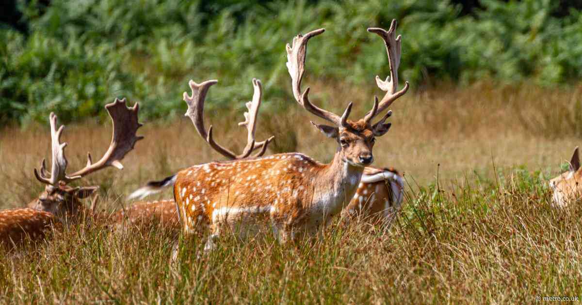 Fears Satanists are mutilating animals after severed deer’s head found in high street