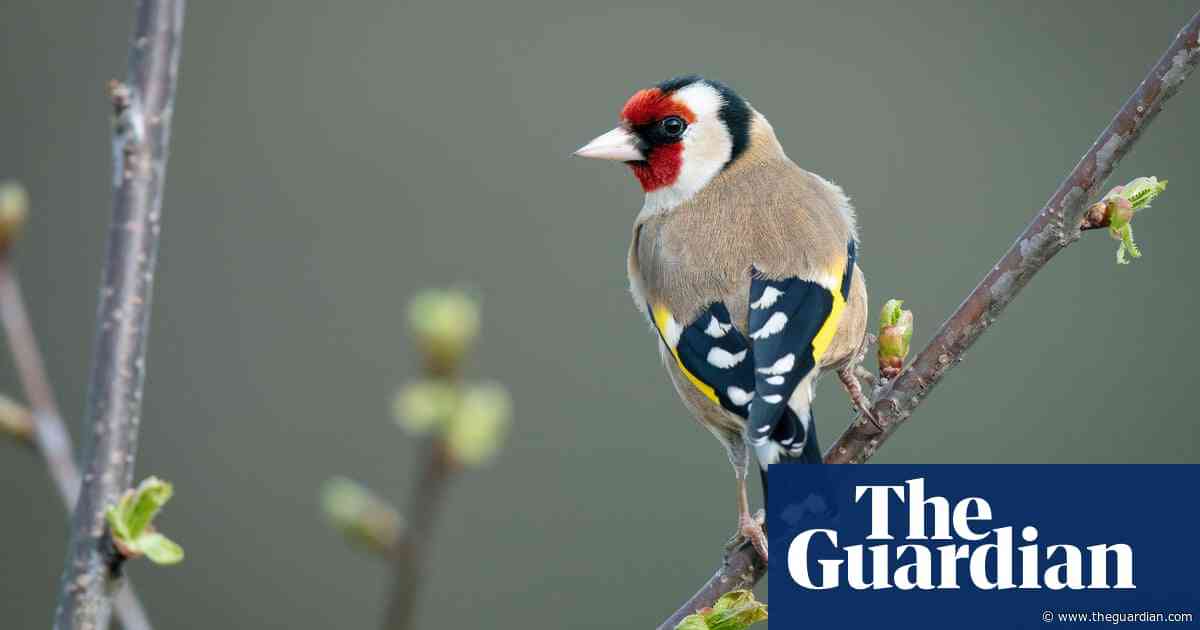 The pet I’ll never forget: Pi-chan the goldfinch, the baby bird we refused to let die