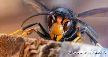 How to spot Asian hornet as man catches 'enormous' creature in back garden but lets it go